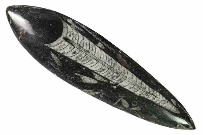 Polished Fossil Orthoceras (Cephalopod) - Morocco #138301